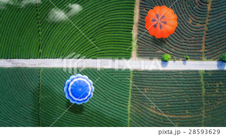 Hot air balloon fly over green tea farm Hot air balloon fly over green tea farm 28593629