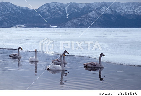 白鳥　屈斜路湖畔　（弟子屈町） 28593936