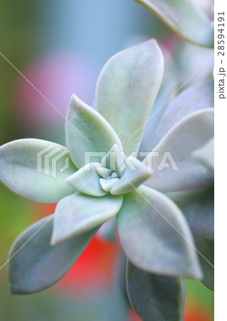多肉植物 28594191