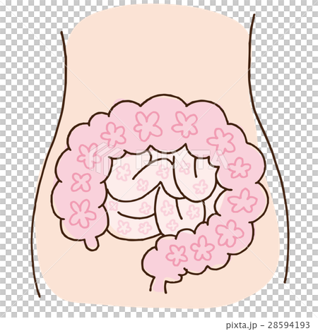 腸内フローラ 28594193