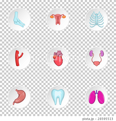 Human organs icons set, cartoon style 28595513