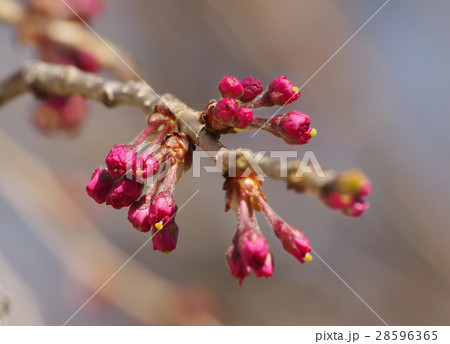 寒緋桜のつぼみ 28596365