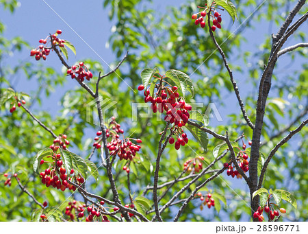 実のなった桜の木と若葉のカットの写真素材