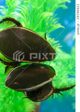 ゲンゴロウ(三匹) ゲンゴロウ(三匹) 28596922