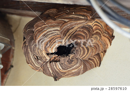 スズメバチの巣(埼玉県深谷市) スズメバチの巣(埼玉県深谷市) 28597610