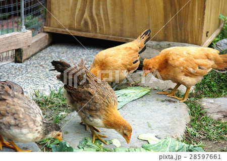 鶏 チキン ニワトリ 28597661