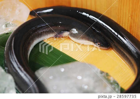 活鰻 活鰻 28597735