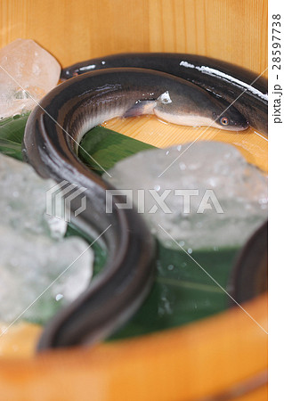 活鰻 活鰻 28597738