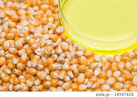 Research corn energy, biofuel and gmo laboratory 28597828