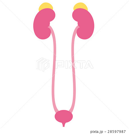シンプルな腎臓と副腎と膀胱 28597987