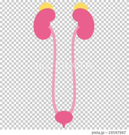 シンプルな腎臓と副腎と膀胱 28597987