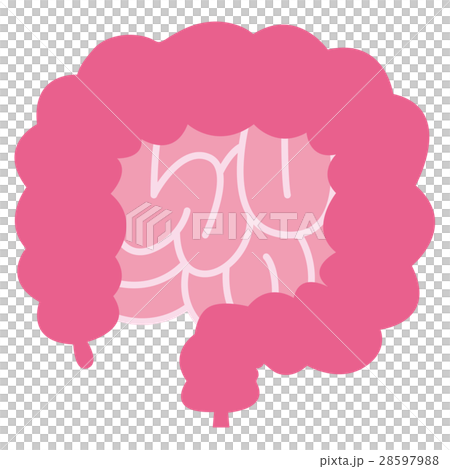 simple large intestine and small intestine 28597988