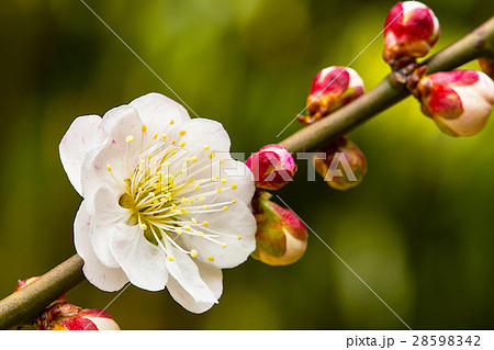 輪違い　梅 28598342