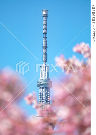 東京スカイツリーと桜 満開の河津桜 東京スカイツリーと桜 満開の河津桜 28598587