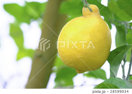 レモン 28599034