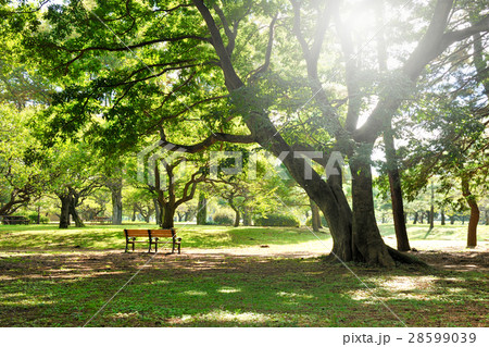 小金井公園 28599039