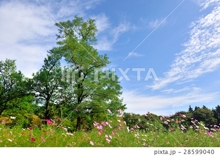 秋空とコスモス 28599040