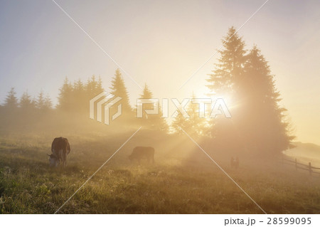 Misty forest with cows at dawn 28599095