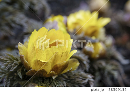フクジュソウ　福寿草　 28599155