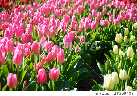 チューリップ畑 チューリップ畑 28599405