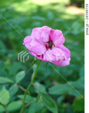 Purple rose  / Tropical Rose Garden  28599759