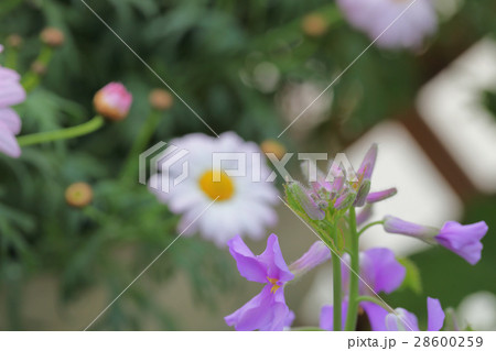 ムラサキハナナの花の蕾 28600259