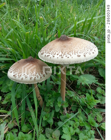 Two Parasol Mushrooms 28600349