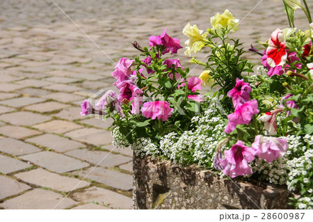 Blooming flowers against the backdrop of masonry Blooming flowers against the backdrop of masonry 28600987