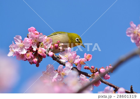 メジロと河津桜(N) メジロと河津桜(N) 28601319