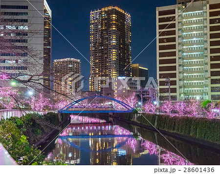 目黒川のライトアップ 28601436