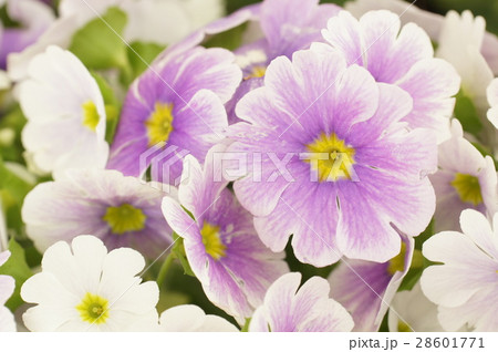 プリムラの花 28601771