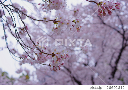 曇天の日の桜 曇天の日の桜 28601812