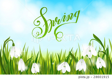Spring background with snowdrop flowers, green 28601915