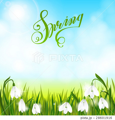 Spring background with snowdrop flowers, green 28601916