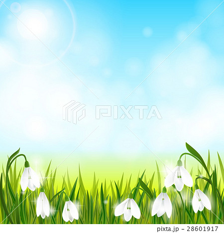 Spring background with snowdrop flowers, green Spring background with snowdrop flowers, green 28601917