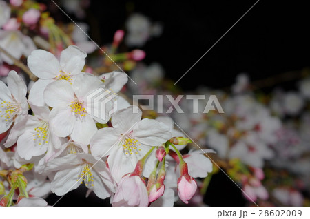 夜桜（クローズアップ） 28602009