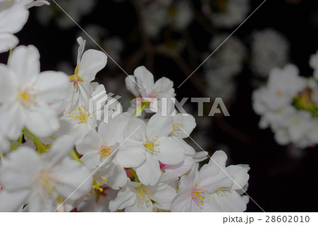 満開の夜桜 28602010