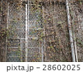キャンパス 学園 校庭 28602025