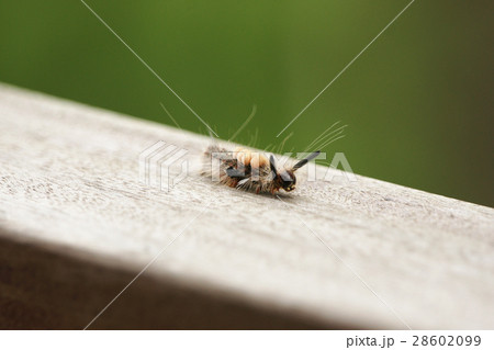 キャタピラ キャタピラー ケムシ 28602099