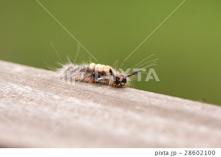 キャタピラ キャタピラー ケムシ 28602100