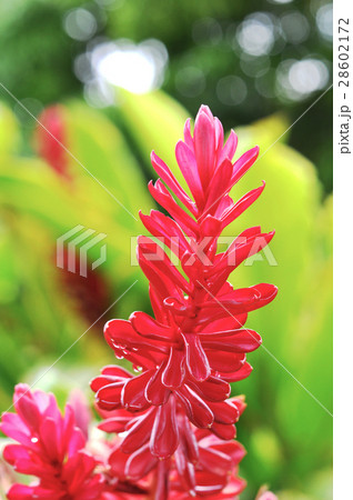 Red Ginger 28602172