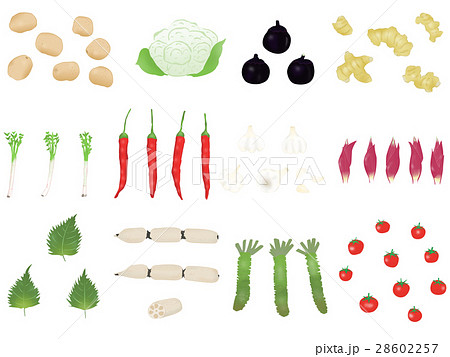 野菜のイラストセット 28602257