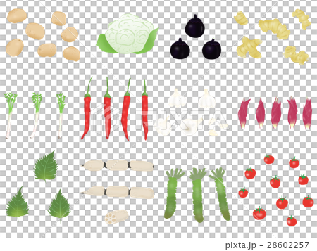 野菜のイラストセット 28602257