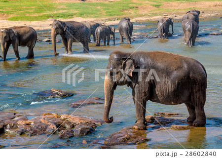 Elephants bathing in the river 28602840