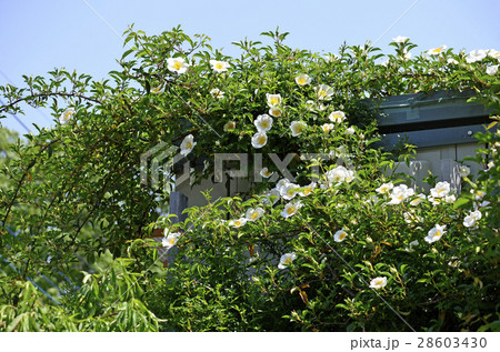 ナニワノイバラ（浪花野茨） 28603430