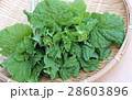 なばな。菜の花 28603896
