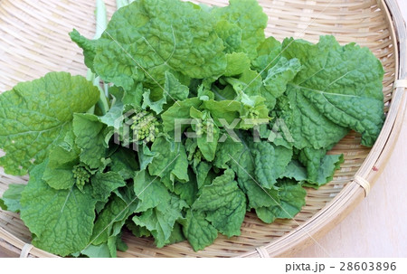 なばな。菜の花 28603896