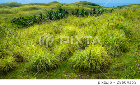 Palm Oasis in Wisata Bukit Teletubbies Hill, Nusa 28604355