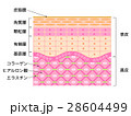 肌　断面図 28604499