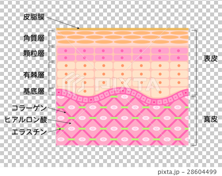 肌 断面図のイラスト素材